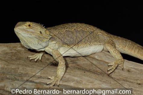 Pogona vitticeps | The Reptile Database