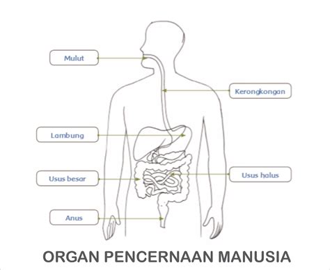 Fungsi Sistem Pencernaan Pada Manusia - Homecare24