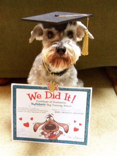 A proud graduate...congratulations! | Schnauzer puppy, Dog training school, Mini schnauzer