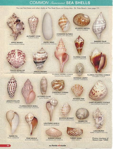 SEASHELL-FIND YOURS | Shells and sand, Sea shells, Seashell crafts