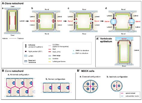 Stepwise A-B polarization of notochord cells. (A,A) Positions of... | Download Scientific Diagram