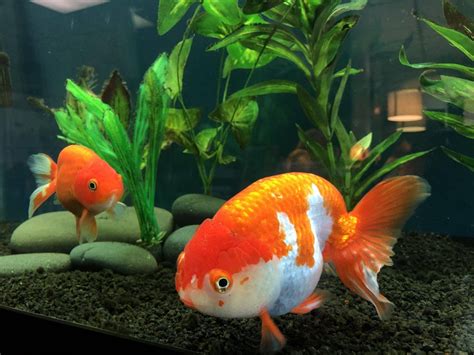 A Couple of Ranchu : Goldfish