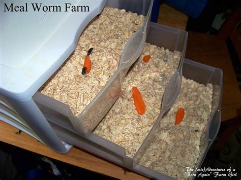 The (mis)Adventures of a "Born Again" Farm Girl: Meal worm farming, it's a success!!!