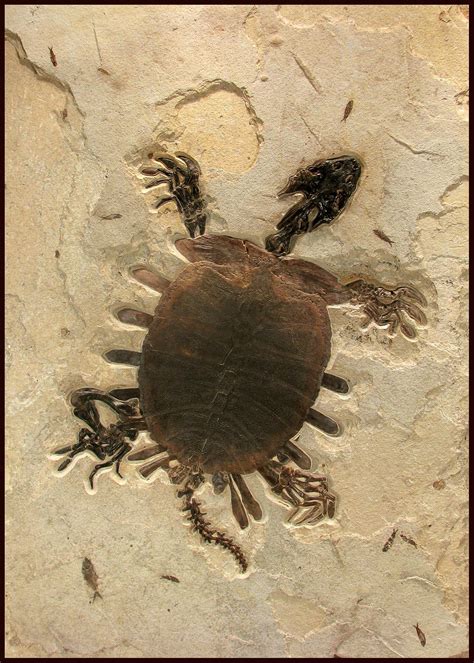 50 Million Year Old Fossil Turtle : r/interestingasfuck