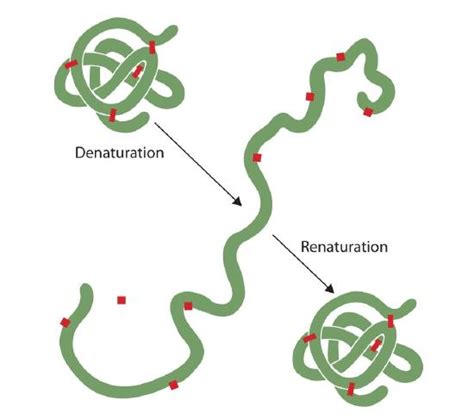 Denaturation – Chemistry of Food and Cooking