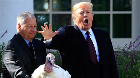 'Peas' the turkey spared via presidential pardon in annual Thanksgiving ...