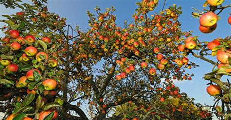 Falling Fruit: A global collaborative foraging map