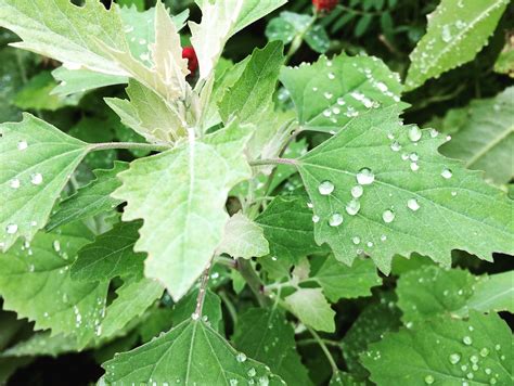 Weed of the Month: Lambsquarters - Brooklyn Botanic Garden