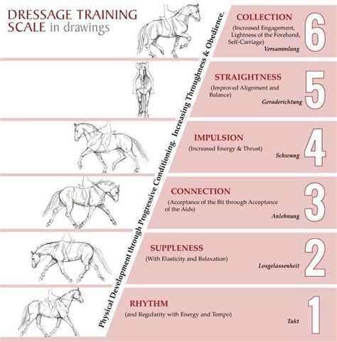 #TheDressageHour on Twitter | Dressage, Horse exercises, Horse riding tips