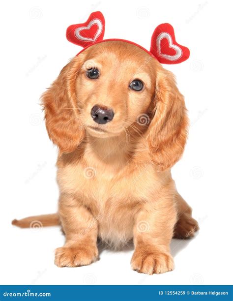 Valentine puppy stock image. Image of studio, breed, costume - 12554259