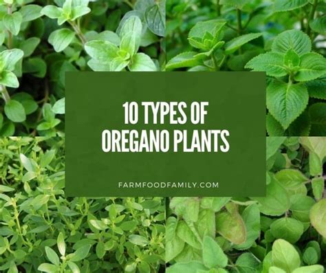 What Do Oregano Plants Look Like - Back Gardener