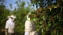 Bees learn waggle dance moves with a little help from their coworkers | CNN