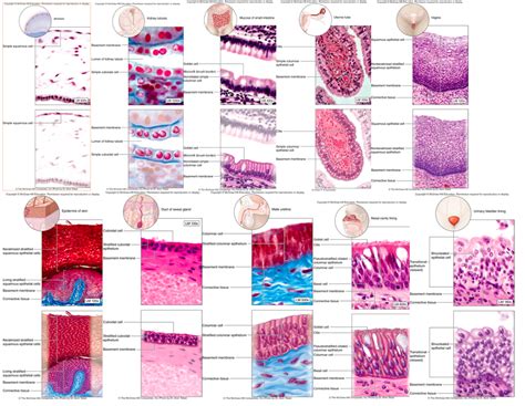 Chapter 4 Epithelial Tissue Diagram Quizlet | Free Nude Porn Photos