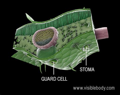 Structure Of Plant Leaves - Infoupdate.org