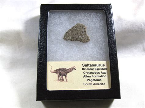 sm.-cretaceous-saltasaurus-dinosaur-egg-shell-23.jpg for sale