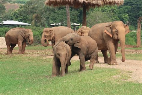 Elephant Nature Park, Chiang Mai – It's Aimee Rebecca