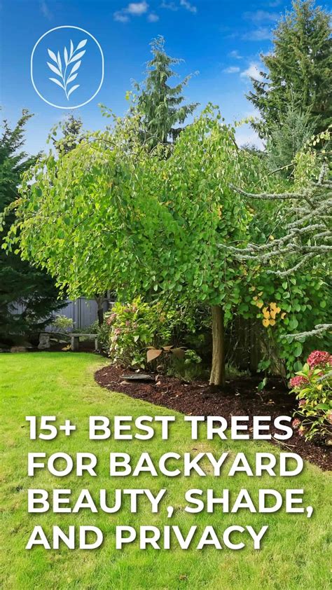 15+ best trees for backyard 🌳🍃 Choices for shade, privacy, and beauty