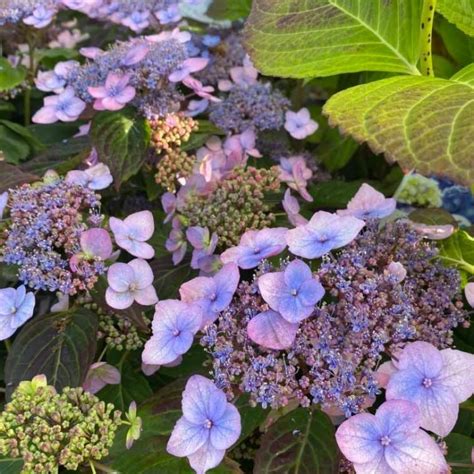 Hortenzija (Hydrangea serrata) 'Magic Pillow' - www.medeliai.lt - Limino dekoratyvinių augalų ...