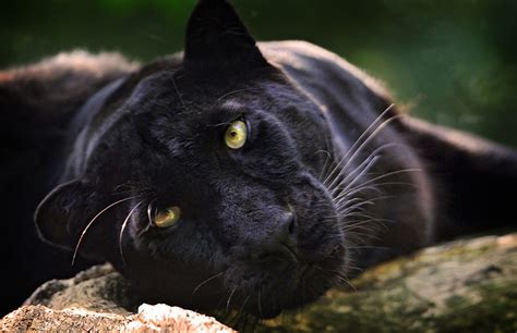 Fondos de Pantalla Grandes felinos Pantera negra Contacto visual Hocico Vibrisas Animalia ...