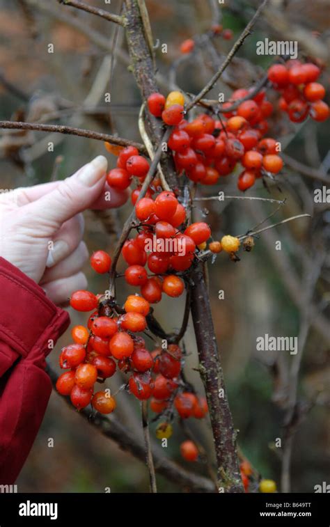 Deadly Nightshade berries in winter Stock Photo - Alamy