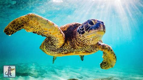 Giant Sea Turtles ~ Stunning Underwater Scenery & Relaxing Music • 12 ...