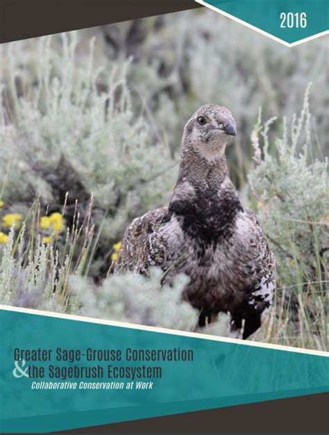 A Collaborative Story of Greater Sage-Grouse & Sagebrush Conservation ...