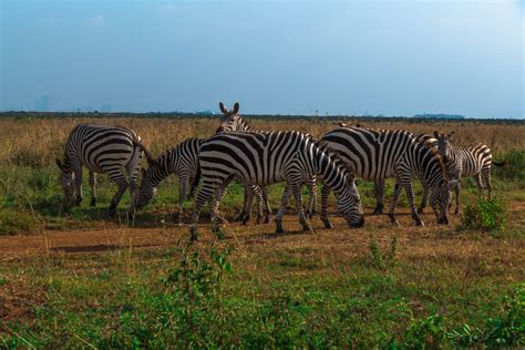 Free Images : field, prairie, adventure, animal, wildlife, herd, jungle, grazing, africa, fauna ...