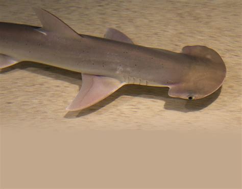 Bonnethead Shark - Meet the Sharks - Fish Finder Adventures ...