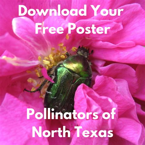 Celebrate Pollinator Week. Download our free poster, "Pollinators of ...