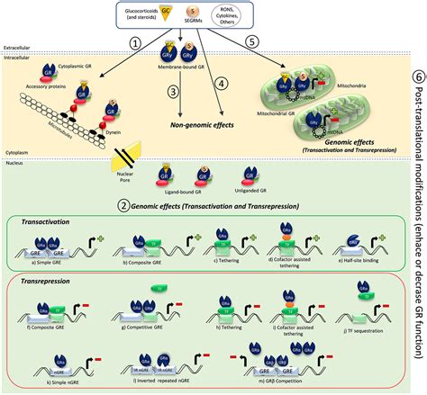 Frontiers | New insights in glucocorticoid receptor signaling – more than just a ligand binding ...