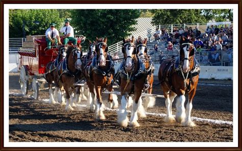 Clydesdale horses, Clydesdale, Photo