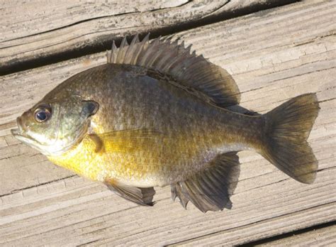 bluegill vs sunfish