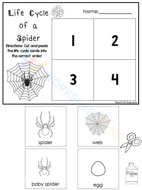 Life Cycle Of A Spider Worksheets