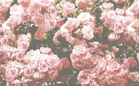 Pink Roses Vintage Wallpapers - Top Free Pink Roses Vintage Backgrounds ...