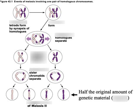 Meiosis Diagram | Quizlet