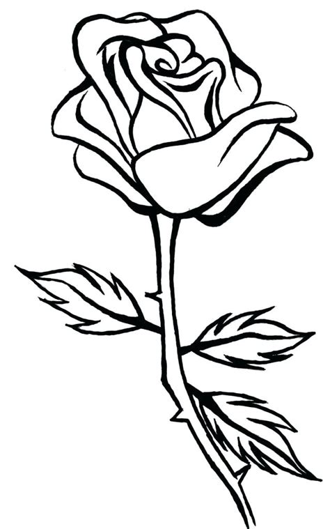 Rose Line Drawing at PaintingValley.com | Explore collection of Rose ...