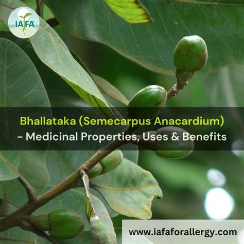 Bhallataka, Marking Nut (Semecarpus anacardium) - Medicinal Properties, Uses, and Benefits in ...