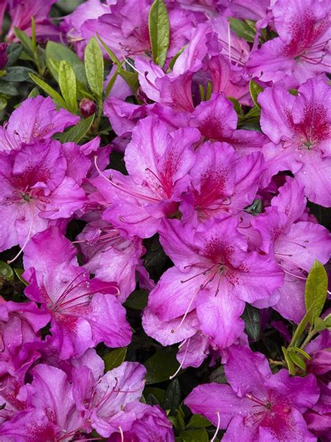 Azalea Care Guide: How to plant, grow, and care for azaleas