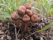 P. Cubensis relationship with cow dung - The Psychedelic Experience - Shroomery Message Board