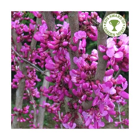 Cercis chinensis Avondale | Buy Chinese Redbud Trees