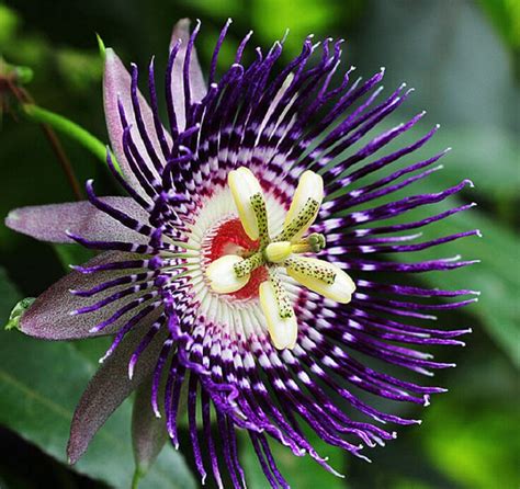 10 Most Beautiful Flowers in the World