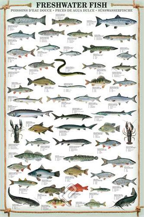 Freshwater Fish - Athena Posters