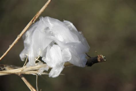 Frost Flowers in Kansas