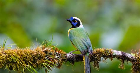 About Green Jays and where to find them | Lyric Wild Bird Food