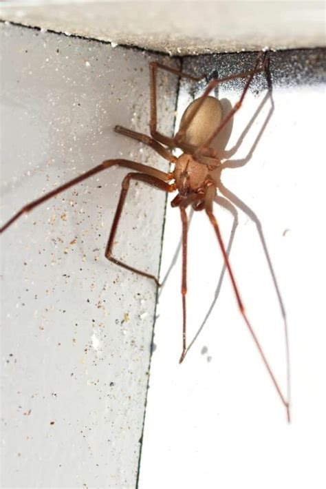 10 Ways to Get Rid Of Brown Recluse Spiders