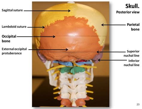 Multi-colored Skull, posterior view with labels - Axial Sk… | Flickr