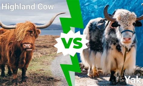 Yak vs Highland Cow - A-Z Animals