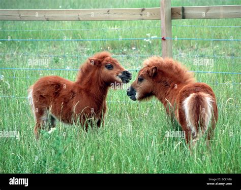 Two cute adorable brown white falabella miniature horses standing in in meadow land in ...