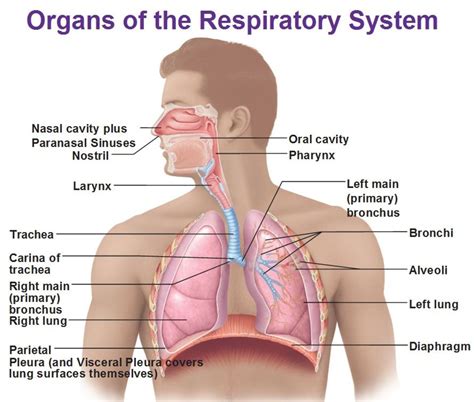 The Respiratory System of Human | HubPages