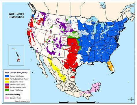 Merriam, Rio Grande and Eastern Turkeys: What's the Difference | Infinite Outdoors